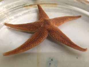 Starfish Prof Elphick and Dr Mita project