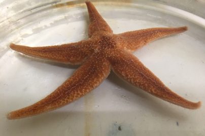 Starfish Prof Elphick and Dr Mita project