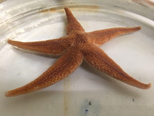 Starfish Prof Elphick and Dr Mita project